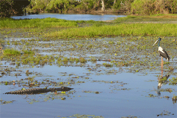 Kakadu Yellow Water cruises