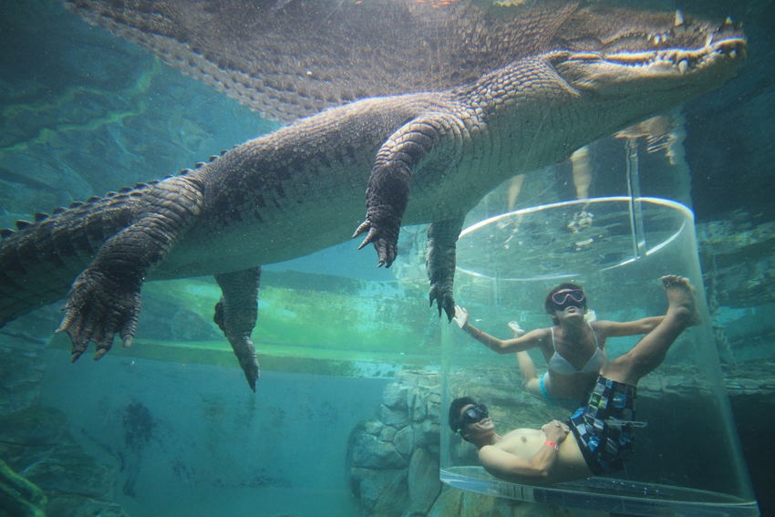 Crocosaurus Cove Mitchell Street Darwin